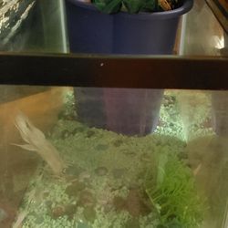 10 Gallon Fish Tank With Accessories