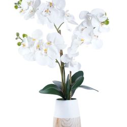 Orchid Arrangement Decor
