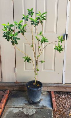 Pear tree 5 ft tall