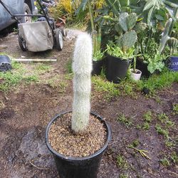 Silver Torch Cactus Plant