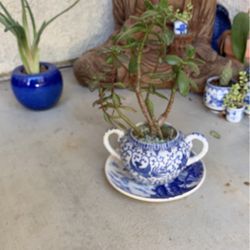 Succulent plant in blue and white porcelain pot