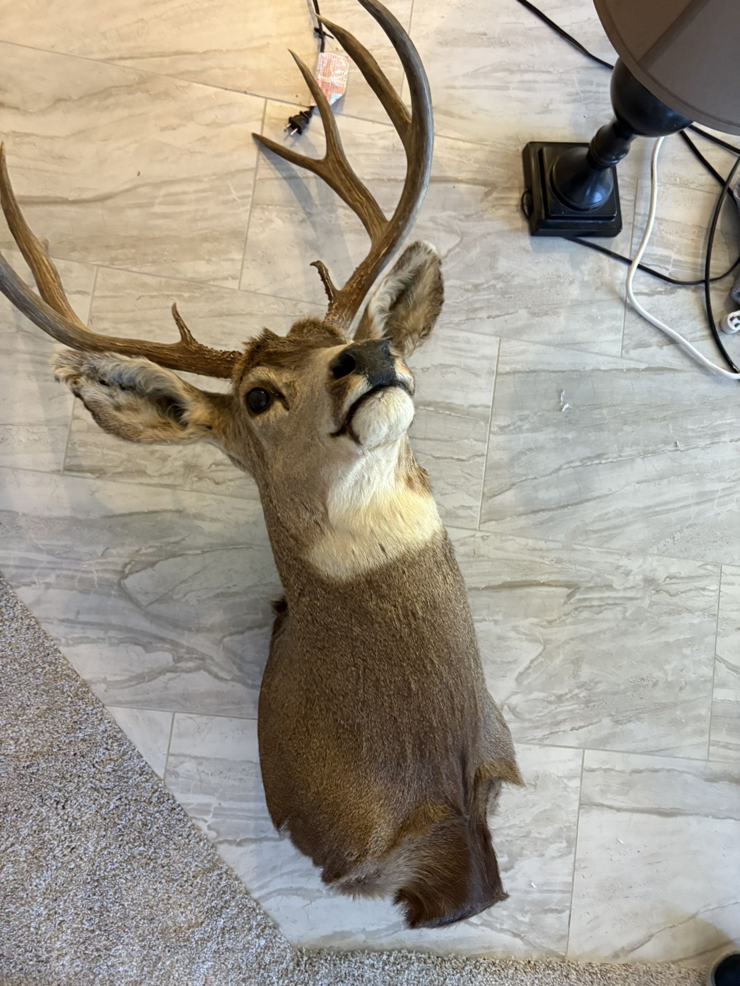 4 Stuffed Animal Heads