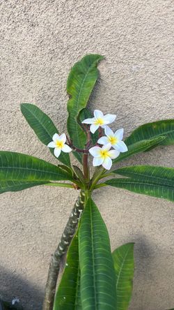 Live Indoor Plant
