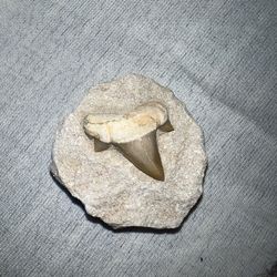 Shark Tooth Fossil Set In Matrix 
