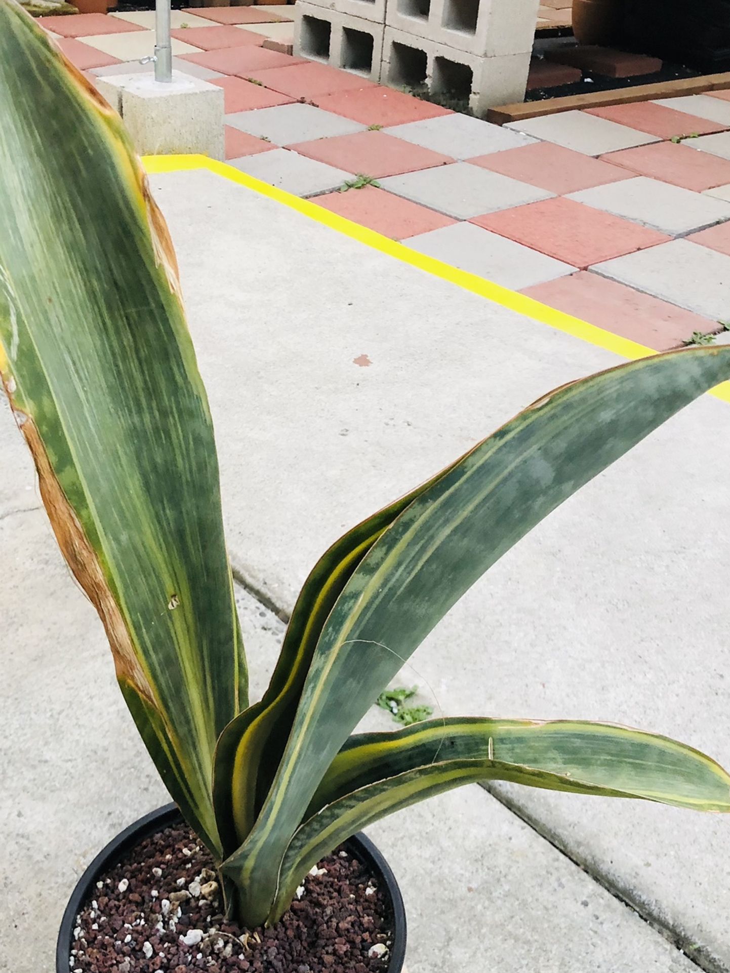 Sansevieria Whale Fin Variegated Imported