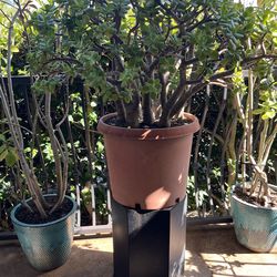 Jade Plant With Organic Soil