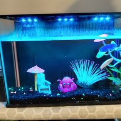 Complete fish tank setup