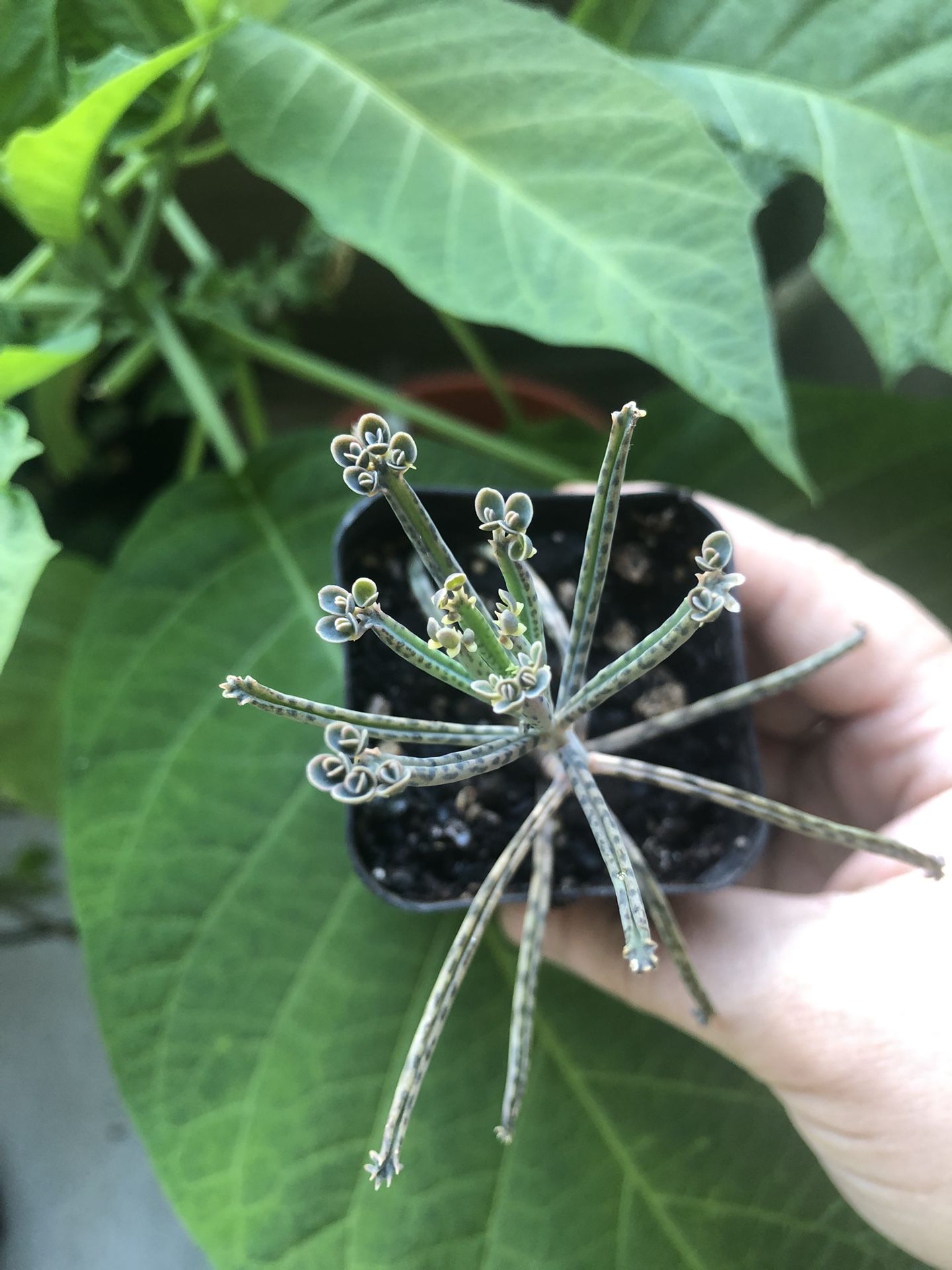 Mother Of Millions Succulent Plant