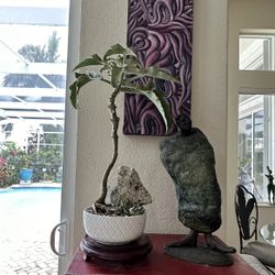 Succulent Bonsai
