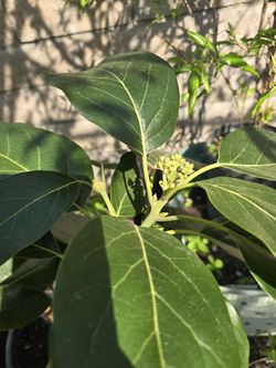 Whole sale Fruit trees READ DESCRIPTION B4 ASKING QUESTIONS