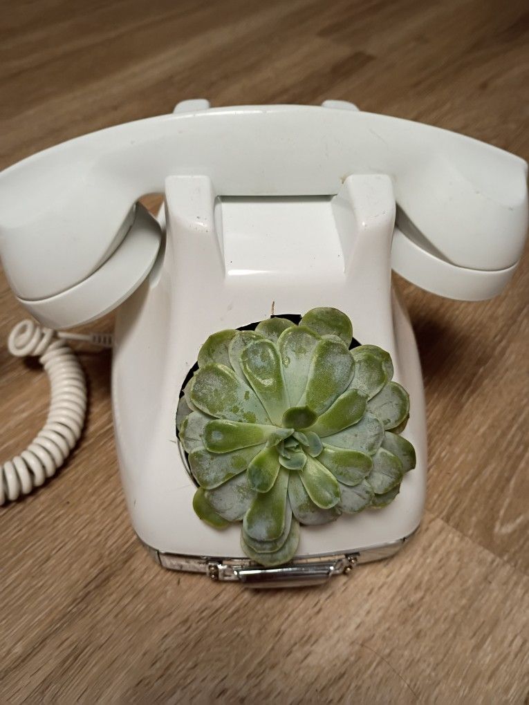 Hens And Chickens Succulent In A Vintage Telephone 