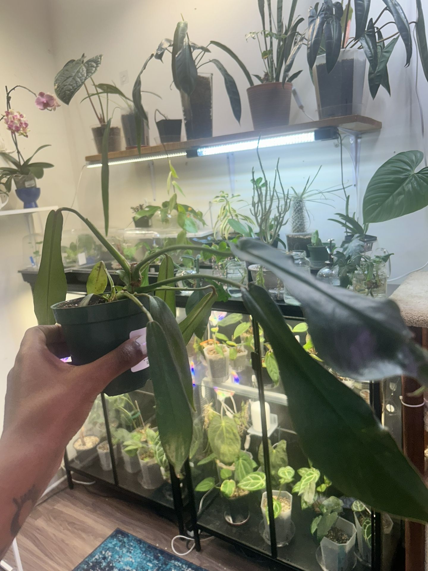 Philodendron Joepii