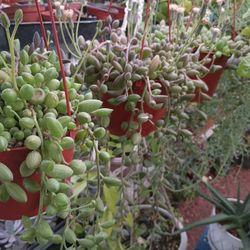 Succulent Water Melon.