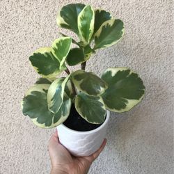 Beautiful Variegated Peperomia Plant With Pot