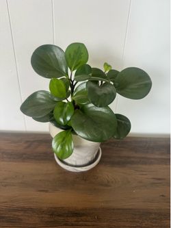 Plant