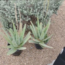 Aloe Vera Plants 