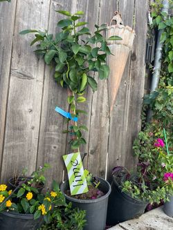 Full sun*** 4-4.5ft (5 gallon pot) Bearss Lime; Kieffer (Thai) Lime; zip95820