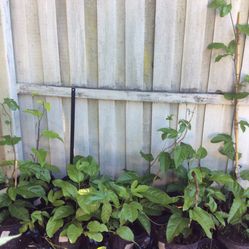 Plantas De Frutas 