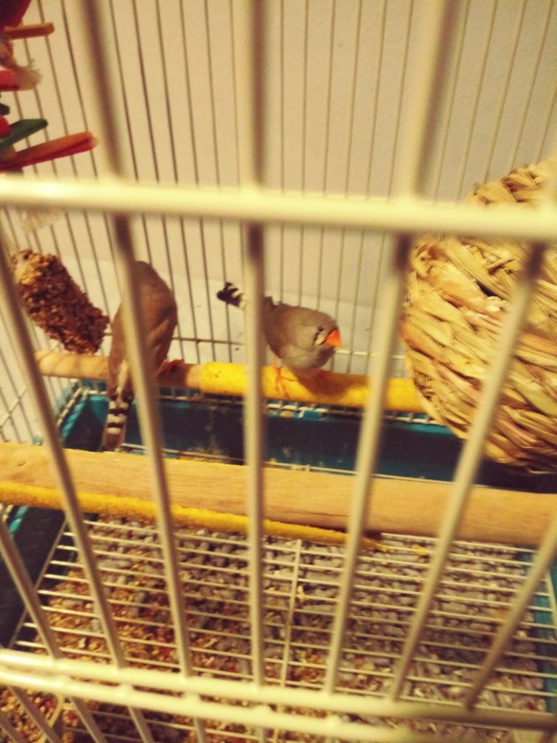 Male n female Finches Bird's For sale