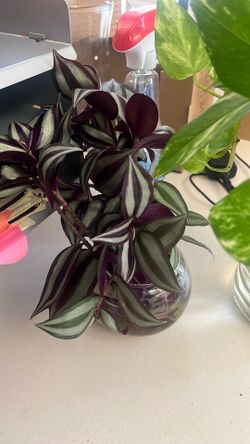 Free plants to a hood home