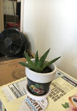 Nice plants$5 for one