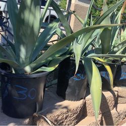 Agave Plant 