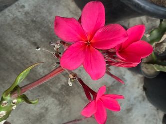 Cutting plumeria pink