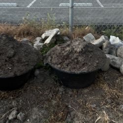 Planting Soil