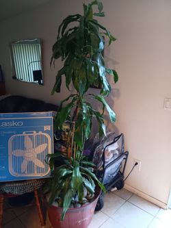 Corn plant