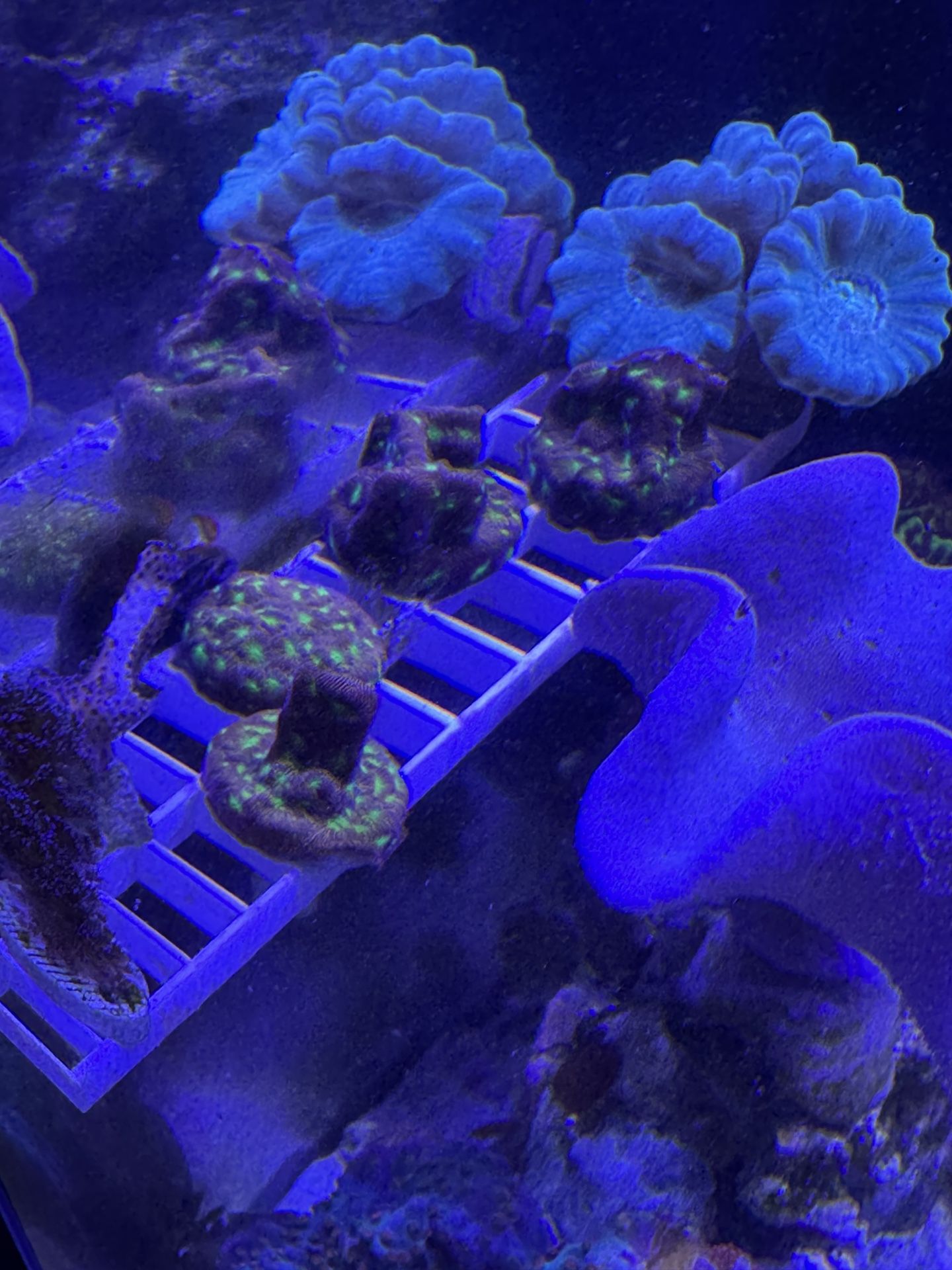 Fake Coral
