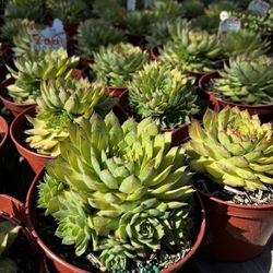 Gold Nugget Succulent/ Succulent/ Suculenta/ Plant