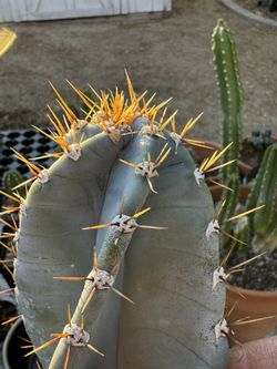 Peruvian Apple Cactus Very Blue