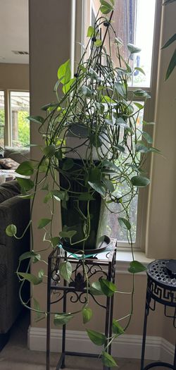 Evergreen Plants  In White/blue Ceramic Pot V