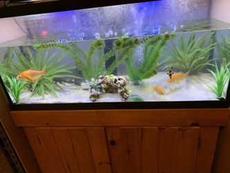 Fish Tank And Stand Setup