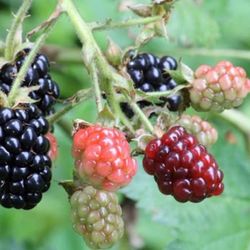Blackberry Plants