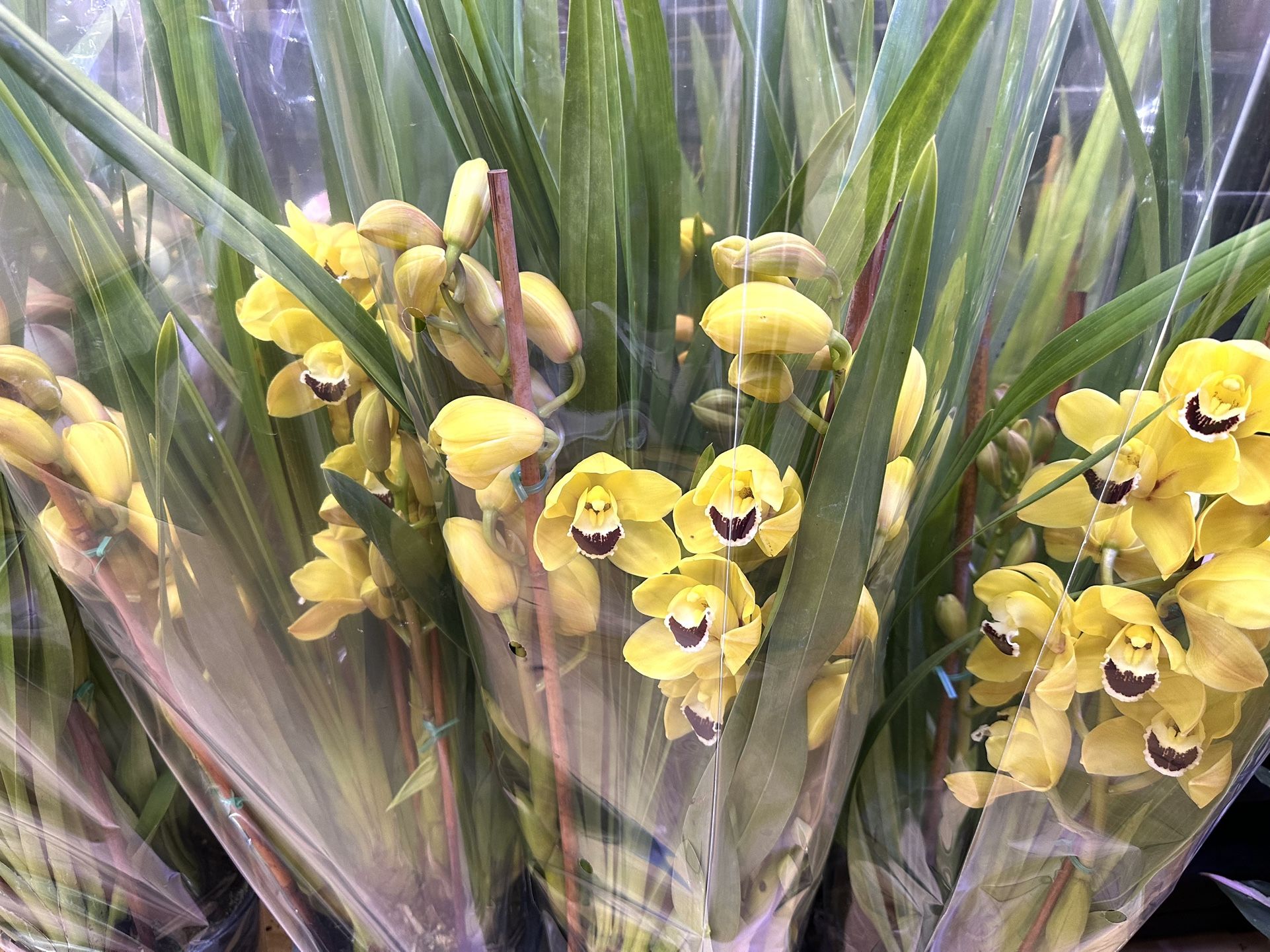 Cymbidium Orchids Địa Lan