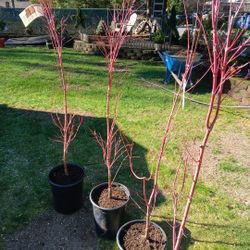 4 Coral Bark Japanese Maple 6 Ft Tall 