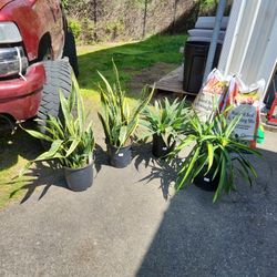 DISCOUNT PLANTS AND POTTING MIX