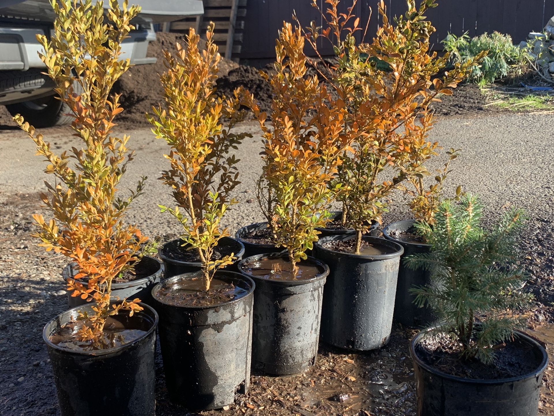 Wholesale Tree and Bush Super Sale!!!