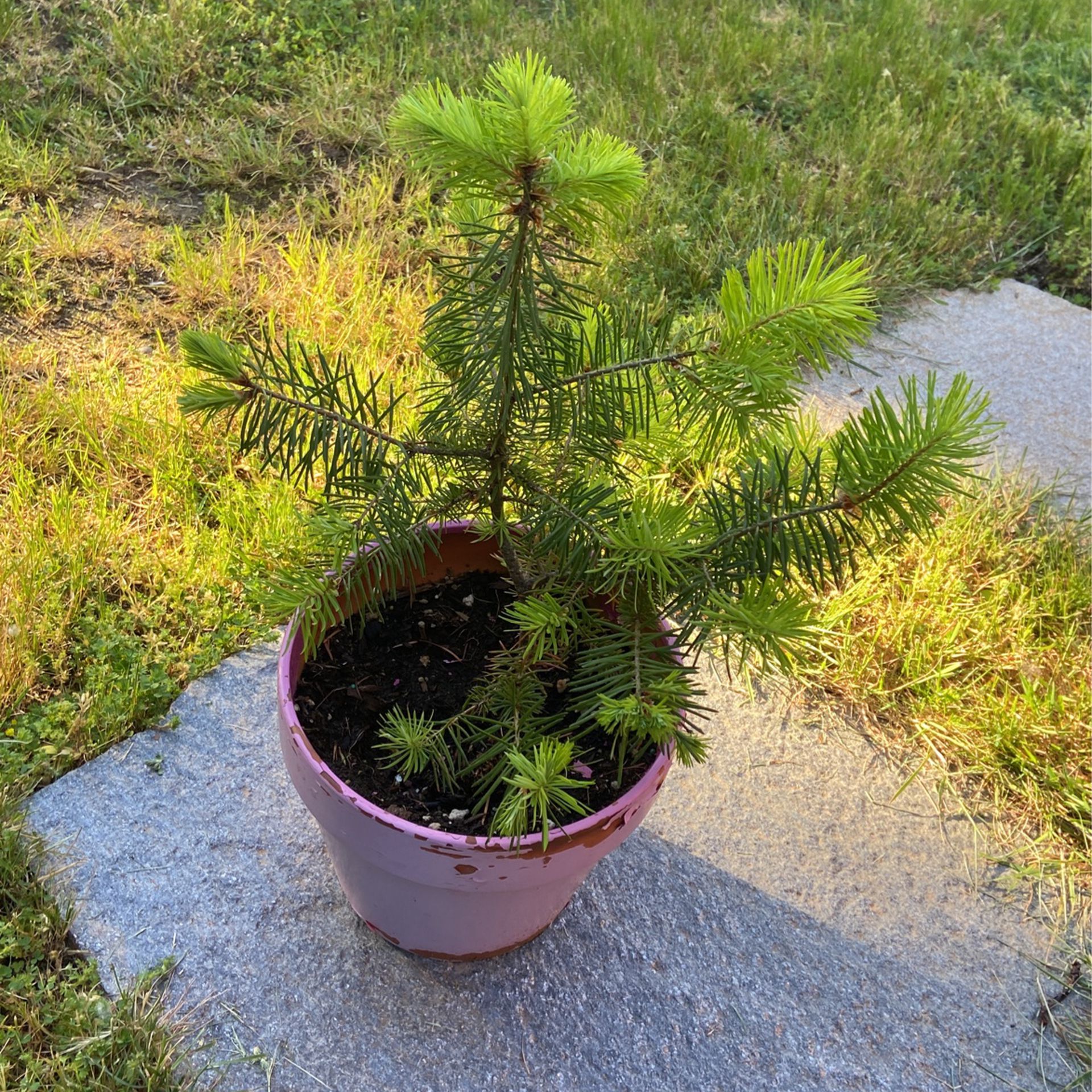 5 Year Old Small Fir Tree In Ceramic Pot 