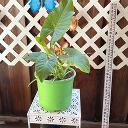 Elephant Ear Plant 🪴 With Spider Plant 