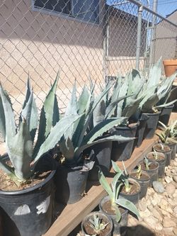 True Blue Agave