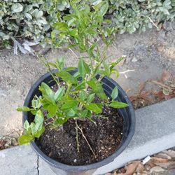 Grafted Dwarf Mexican Lime Trees 😃🌿🌿🌾