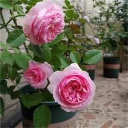 Rare European, Japan rose plants : Fée Clochette