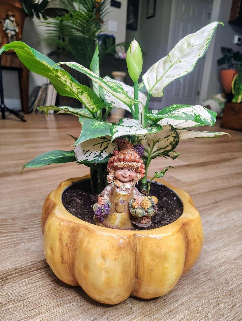 Chinese Evergreen And A Dumb Cane In One Decorative Pumpkin Planter
