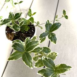 Variegated Periwinkle Perennial Plant
