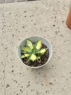 Small Agave Plants