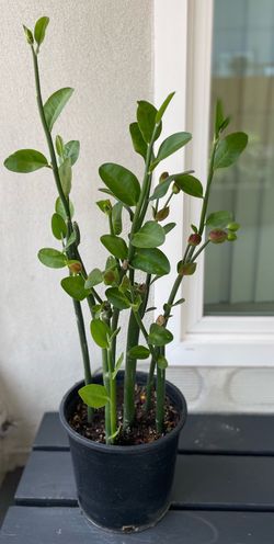 Pedilanthus Bracteatus. ( Slipper Plant)