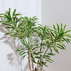 Song of India Plants