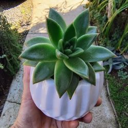 SUCCULENT PLANT IN 3" CERAMIC POT
